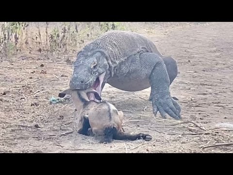 This Is a Very Real Thing He Found When a Komodo Dragon Attacked a Baby Goat