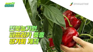전북농기원, 파프리카 품종 평가회 개최