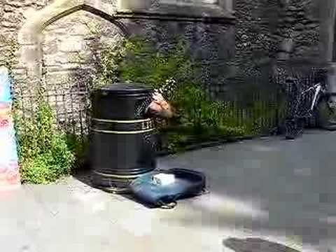 Singing Litter Bin