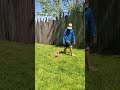 Golden Retriever dogs for sale: Kobe - Video 1