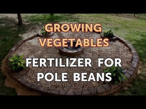 When to Pick Hungarian Hot Wax Peppers