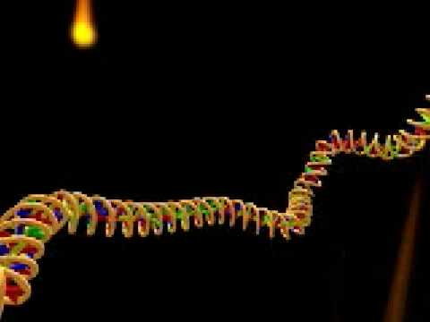 Ген видело. Ген видело. Ген видело. Биосинтез белка 3д. Мутация днк человека.
