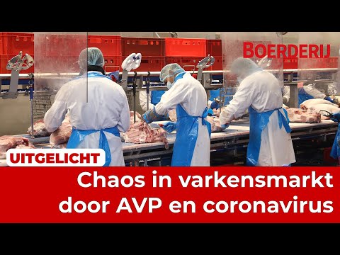 Uitgelicht | Chaos in varkensmarkt door twee virussen