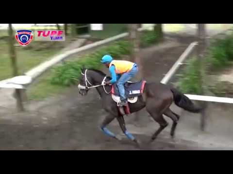 FLOREAL NEWS - RACE MEETING 32 (27.10.2017)