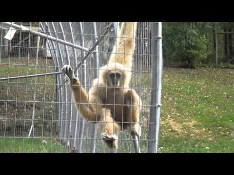 Acrobatic howling Gibbon