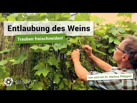 Summer pruning of grapevines - cutting grapes free | gardify tips