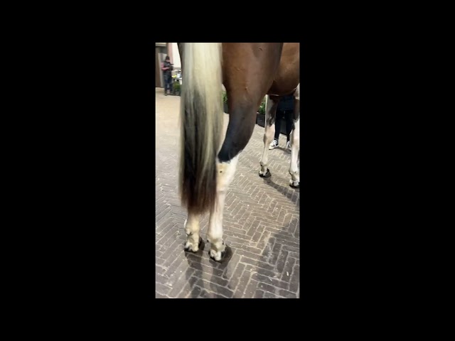 Limoncello De Luxe Z walk & 360