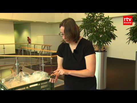 Gevonden skelet Gieterveen blijkt van man uit de IJzertijd