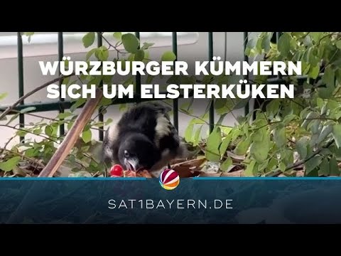 Würzburger helfen Elsterküken: „Elli” wird zum Spielplatz-Star