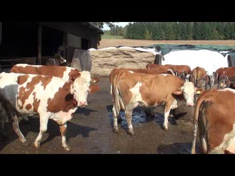 konventioneller Freiluftstall