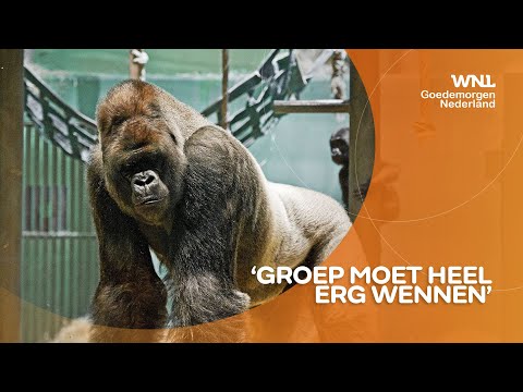 Apenverblijf Diergaarde Blijdorp morgen weer open na dood Bokito