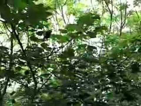 Bird That Sounds Like Monkey