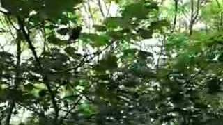 Bird that sounds like a Monkey