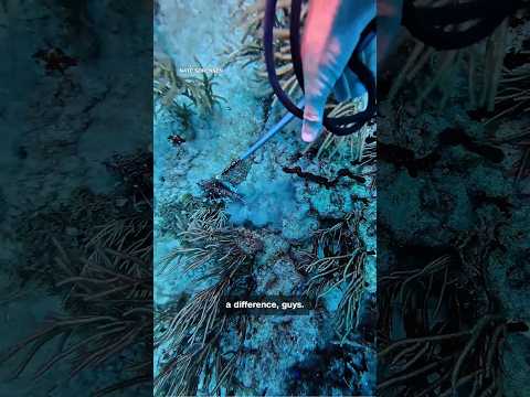 Lionfish ravage Florida’s reefs. This man has gone to war