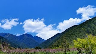 Roy Orbison-  Drift Away  , Peach/Pear Blossoms, Taiwan