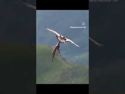 eagle kyu apni chonge Tod deta hai