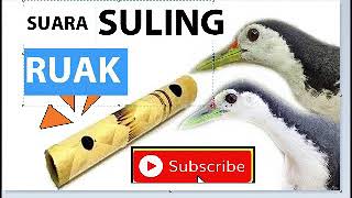 Download lagu Paddy birds #Paddy birds #Paddyfieldbirdssound #Paddyfieldbirds #soundbirds mp3 Download lagu Paddy birds #Paddy birds #Paddyfieldbirdssound #Paddyfieldbirds #soundbirds mp3