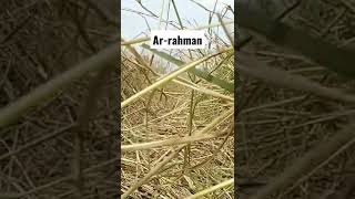 Download lagu stori wa surat AR-RAHMAN#shorts#stori#wa#yotubevirall mp3