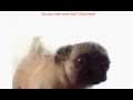 Pug Dog Licking Screen