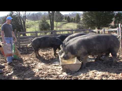 download lagu mp3 mp4 Local Pork Farms, download lagu Local Pork Farms gratis, unduh video klip Local Pork Farms