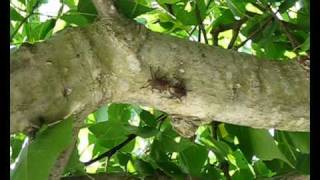 Je T'aime... Moi Non Plus [Live...]