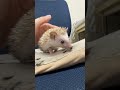 ハリネズミ（当店産ベビー：シナモンパイド♀）懐っこいです♪のYouTubeサムネイル画像