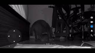 [問題] 已結紮的貓疑似在發情?