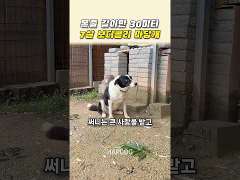 목줄 길이만 30M 7살 보더콜리 마당개