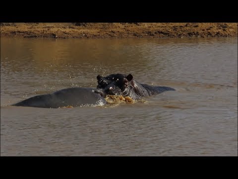 Hippo Tastes Female and Displays