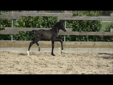 *2019 Hengst von Fürst Wilhelm - Desperados FRH SOLD!!!