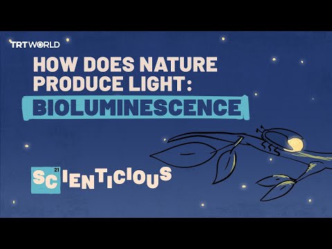 How does nature produce light: Bioluminescence  | Scienticious - Episode 6
