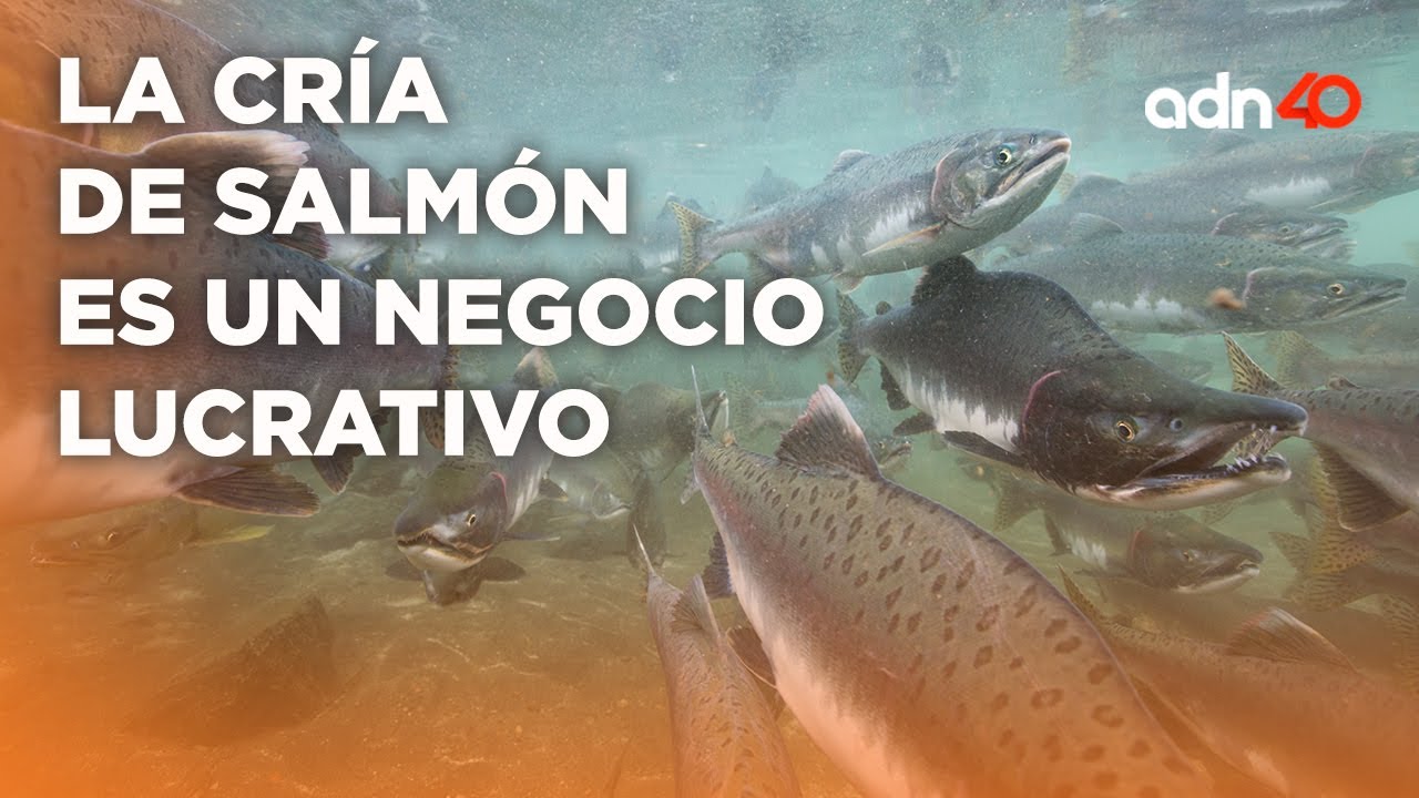 Mega criaderos de salmón: ¿un modelo sostenible?