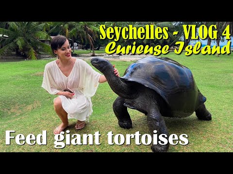 Korytnačka aldabranská (Aldabrachelys gigantea) — kŕmenie na ostrove Curieuse