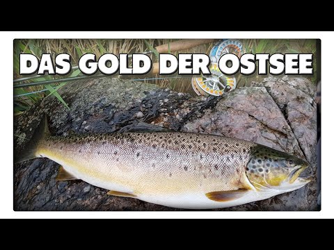 Im Sommer auf Meerforelle angeln - Das Gold der Ostsee