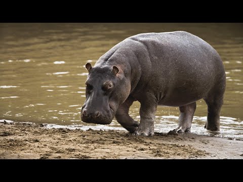 viziunea hipopotamului