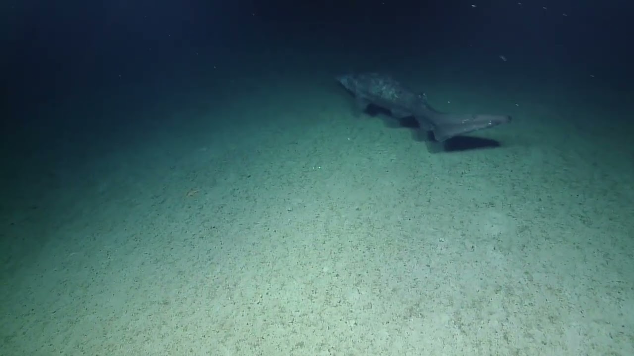 Goblin shark - YouTube