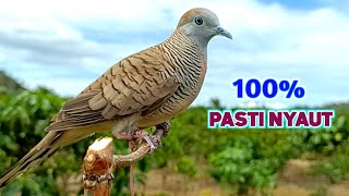 Download lagu Suara Burung Perkutut Pikat Lokal Alam Ampuh Untuk Pancingan Supaya Gacor mp3