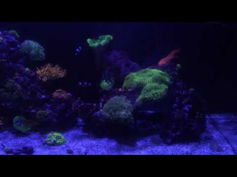 Red Sea Reefer 350: 1 year already whaaaat?!