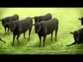 У коровы нет других забот 