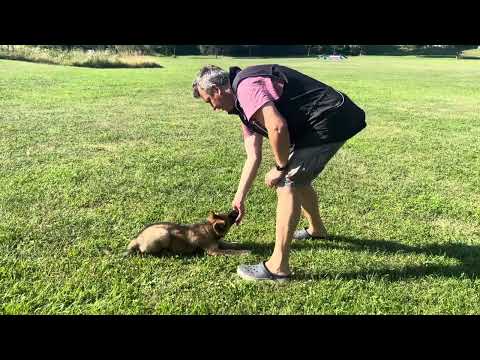 Tina z Jukasu - start of obedience - 11 weeks