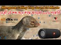 Mongoose Real HD Sound For Trap Calling. অরিজিনাল বেজীর ডাক।