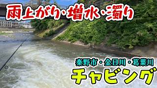【金目川・葛葉川】雨上がりの増水と濁りでもカワムツは釣れるのか？