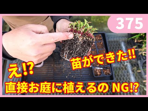 園芸 タチアオイの種まき