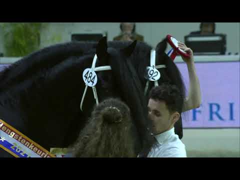 HK2021 Kampioenskeuring oudere hengsten