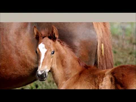 2020 Hanoverian filly by Bon Courage (Bon Coeur - Vivaldi) www.sporthorses-online.com