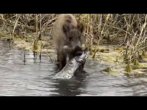 Nikad vidjeno,Divlja svinja hvata veliku ribu u rijeci