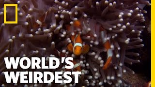 Anemone Killer Fish Traps  Worlds Weirdest