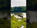 Legendary Tigress Machli मछली बाघिन Machlitigress Machli Ranthambore Tigress Tiger