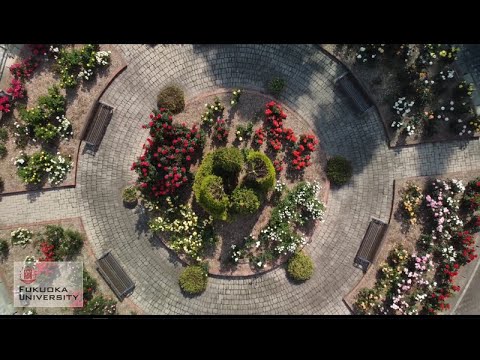看護学科 福岡大学 バラ園（イングリッシュガーデン）（short ver.）