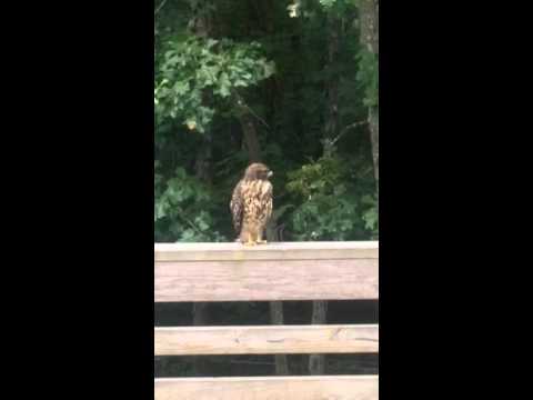 Hawk looking at camera